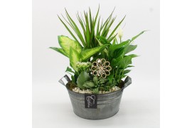 Arrangementen kamerplanten FDCR-2615W Basic Fundamentals 5 pp