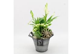 Arrangementen kamerplanten FDCR-2613W Basic Fundamentals 2 pp