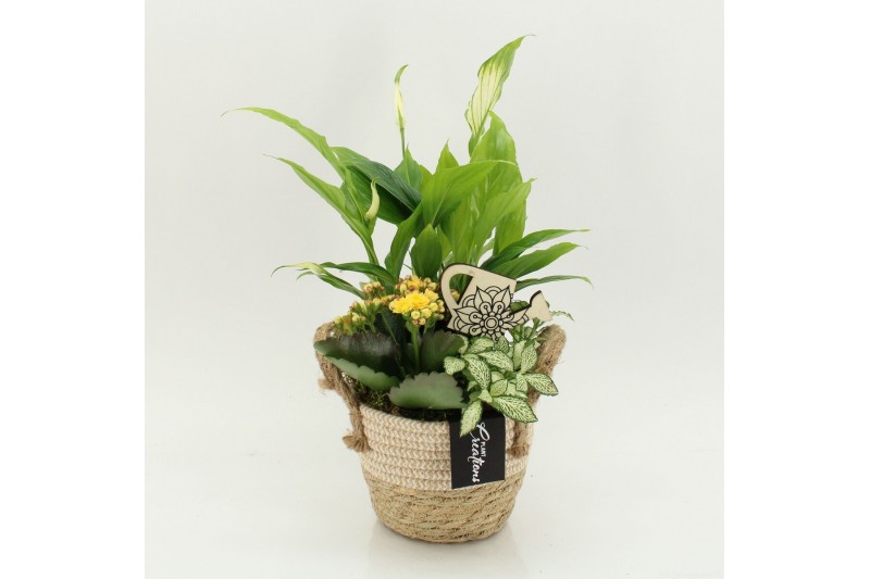 Arrangementen kamerplanten FDCR-2617G Basic Fundamentals 3 pp 