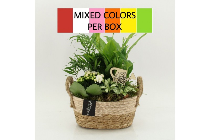 Arrangementen kamerplanten FDCR-2618M Basic Fundamentals 4 pp 