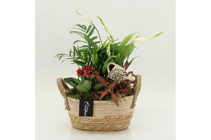 Arrangementen kamerplanten FDCR-2618R Basic Fundamentals 4 pp 