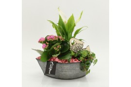 Arrangementen kamerplanten FDCR-2614RZ Basic Fundamentals 3 pp