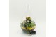 Arrangementen kamerplanten FDCR-2605G Basic Fundamentals terrarium 3 p 