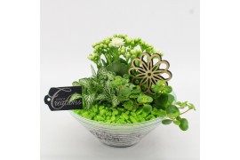 Arrangementen kamerplanten FDCR-2601GR Basic Fundamentals 3 pp