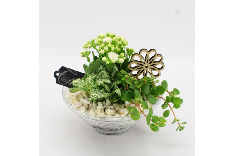 Arrangementen kamerplanten FDCR-2601W Basic Fundamentals 3 pp 