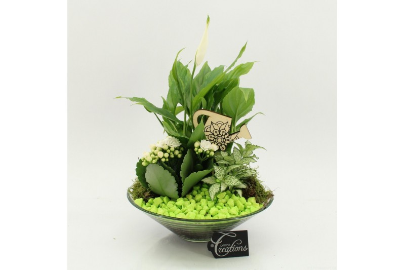 Arrangementen kamerplanten FDCR-2602GR Basic Fundamentals 3 pp 