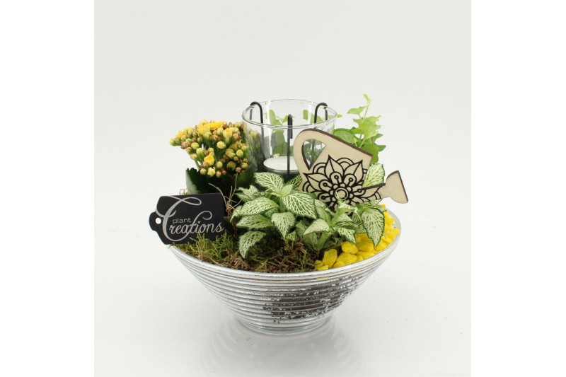 Arrangementen kamerplanten FDCR-2603G Basic Fundamentals 3 pp 