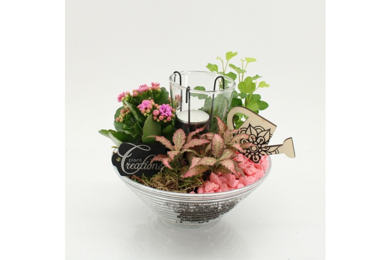 Arrangementen kamerplanten FDCR-2603RZ Basic Fundamentals 3 pp 