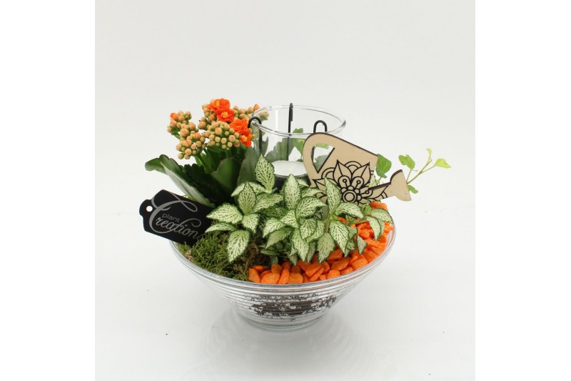 Arrangementen kamerplanten FDCR-2603OR Basic Fundamentals 3 pp 