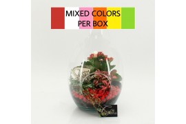 Arrangementen kamerplanten FDCR-2605M Basic Fundamentals terrarium 3 p