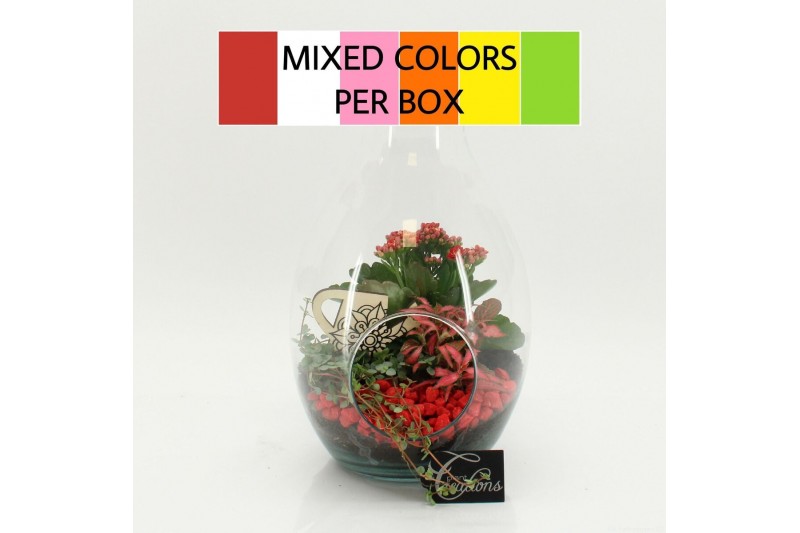 Arrangementen kamerplanten FDCR-2605M Basic Fundamentals terrarium 3 p 