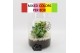 Arrangementen kamerplanten FDCR-2606M Basic Fundamentals terrarium 2 p 