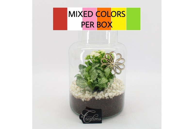 Arrangementen kamerplanten FDCR-2606M Basic Fundamentals terrarium 2 p 