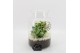 Arrangementen kamerplanten FDCR-2606W Basic Fundamentals terrarium 2 p 