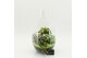 Arrangementen kamerplanten FDCR-2605GR Basic Fundamentals terrarium 3  