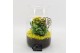 Arrangementen kamerplanten FDCR-2606G Basic Fundamentals terrarium 2 p 