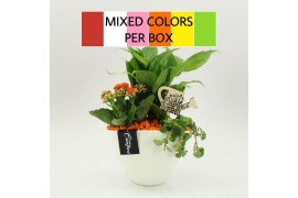 Arrangementen kamerplanten FDCR-2610M Basic Fundamentals 3 pp