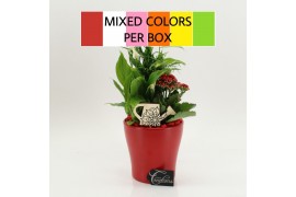 Arrangementen kamerplanten FDCR-2608M Basic Fundamentals 3 pp