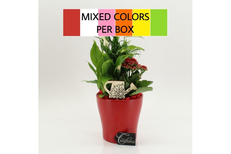 Arrangementen kamerplanten FDCR-2608M Basic Fundamentals 3 pp 