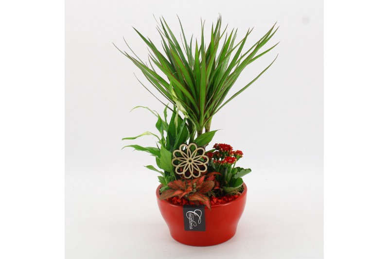 Arrangementen kamerplanten FDCR-2609R Basic Fundamentals 4 pp 