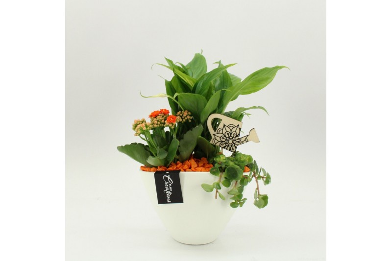 Arrangementen kamerplanten FDCR-2610OR Basic Fundamentals 3 pp 