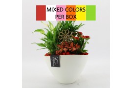 Arrangementen kamerplanten FDCR-2611M Basic Fundamentals 4 pp