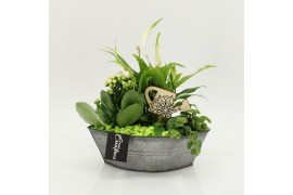 Arrangementen kamerplanten FDCR-2614GR Basic Fundamentals 3 pp