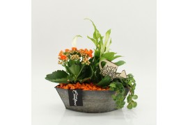 Arrangementen kamerplanten FDCR-2614OR Basic Fundamentals 3 pp