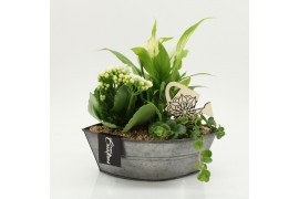 Arrangementen kamerplanten FDCR-2614W Basic Fundamentals 3 pp