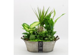 Arrangementen kamerplanten FDCR-2616GR Basic Fundamentals 6 pp