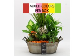 Arrangementen kamerplanten FDCR-2616M Basic Fundamentals 6 pp