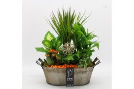 Arrangementen kamerplanten FDCR-2616OR Basic Fundamentals 6 pp