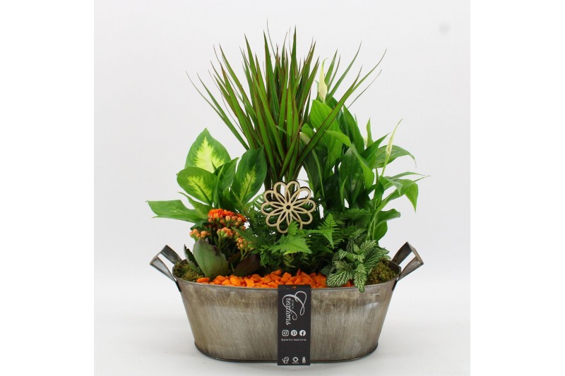 Arrangementen kamerplanten FDCR-2616OR Basic Fundamentals 6 pp 