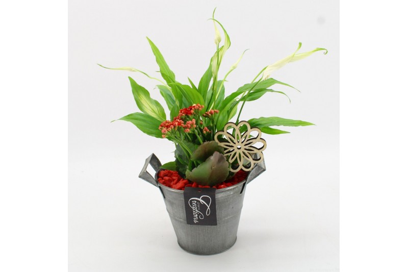 Arrangementen kamerplanten FDCR-2613R Basic Fundamentals 2 pp 