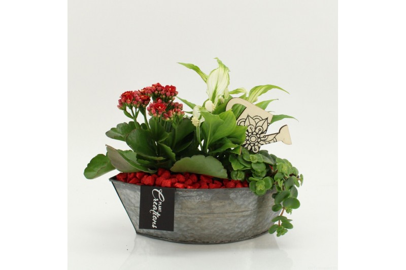 Arrangementen kamerplanten FDCR-2614R Basic Fundamentals 3 pp 