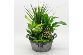 Arrangementen kamerplanten FDCR-2615GR Basic Fundamentals 5 pp