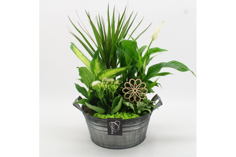 Arrangementen kamerplanten FDCR-2615GR Basic Fundamentals 5 pp 