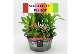 Arrangementen kamerplanten FDCR-2615M Basic Fundamentals 5 pp