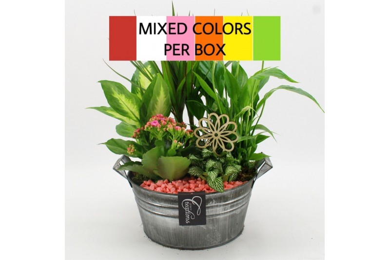 Arrangementen kamerplanten FDCR-2615M Basic Fundamentals 5 pp 