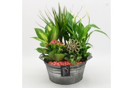 Arrangementen kamerplanten FDCR-2615RZ Basic Fundamentals 5 pp