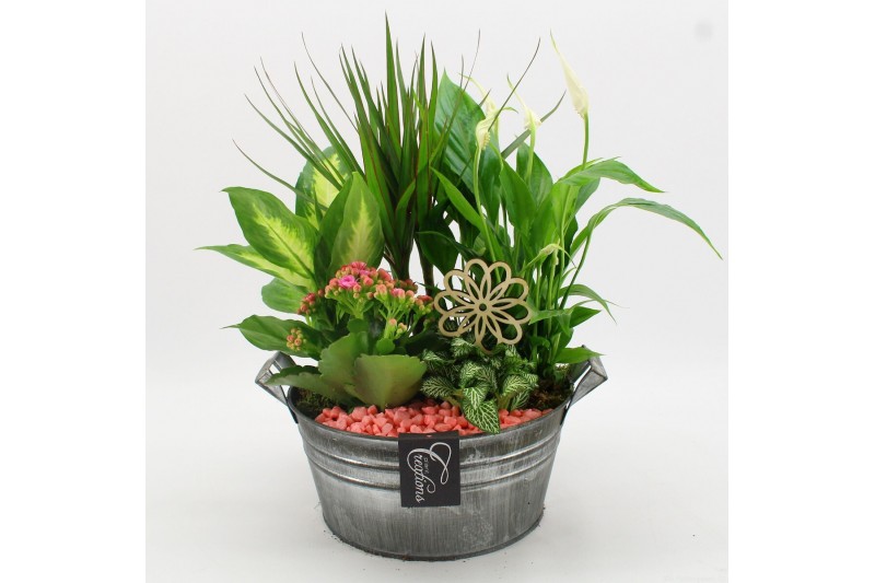 Arrangementen kamerplanten FDCR-2615RZ Basic Fundamentals 5 pp 