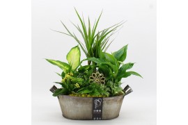 Arrangementen kamerplanten FDCR-2616G Basic Fundamentals 6 pp