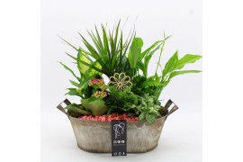 Arrangementen kamerplanten FDCR-2616RZ Basic Fundamentals 6 pp