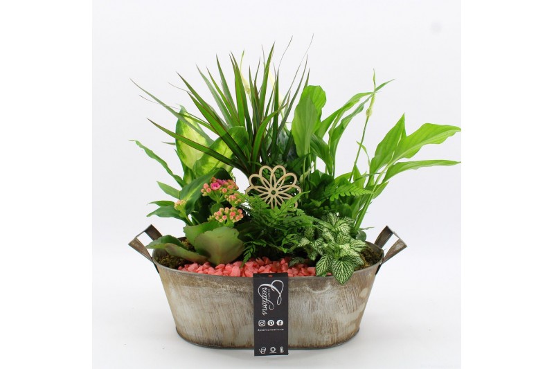 Arrangementen kamerplanten FDCR-2616RZ Basic Fundamentals 6 pp 