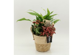 Arrangementen kamerplanten FDCR-2617R Basic Fundamentals 3 pp