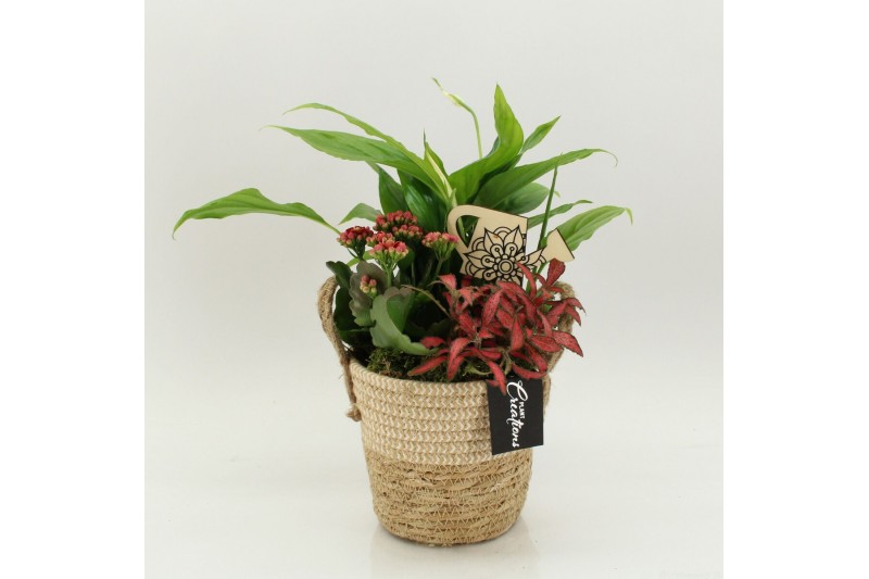 Arrangementen kamerplanten FDCR-2617R Basic Fundamentals 3 pp 