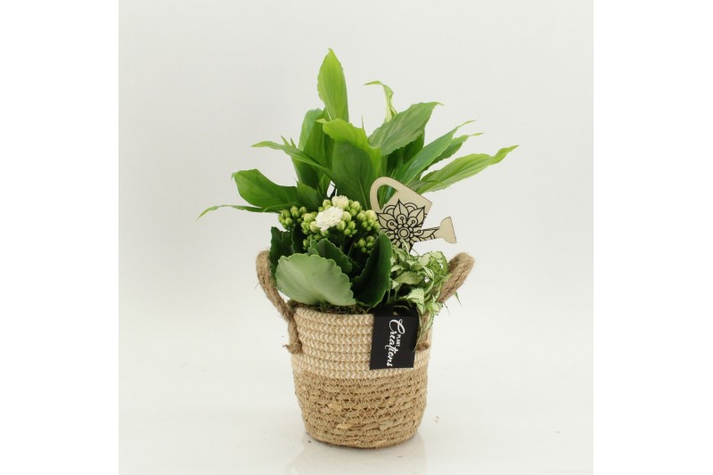 Arrangementen kamerplanten FDCR-2617W Basic Fundamentals 3 pp 