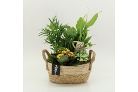 Arrangementen kamerplanten FDCR-2618G Basic Fundamentals 4 pp