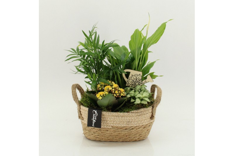 Arrangementen kamerplanten FDCR-2618G Basic Fundamentals 4 pp 