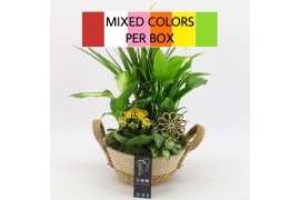 Arrangementen kamerplanten FDCR-2619M Basic Fundamentals 5 pp